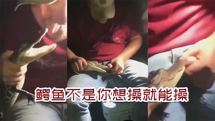 鳄鱼不是你想操，想操就能操